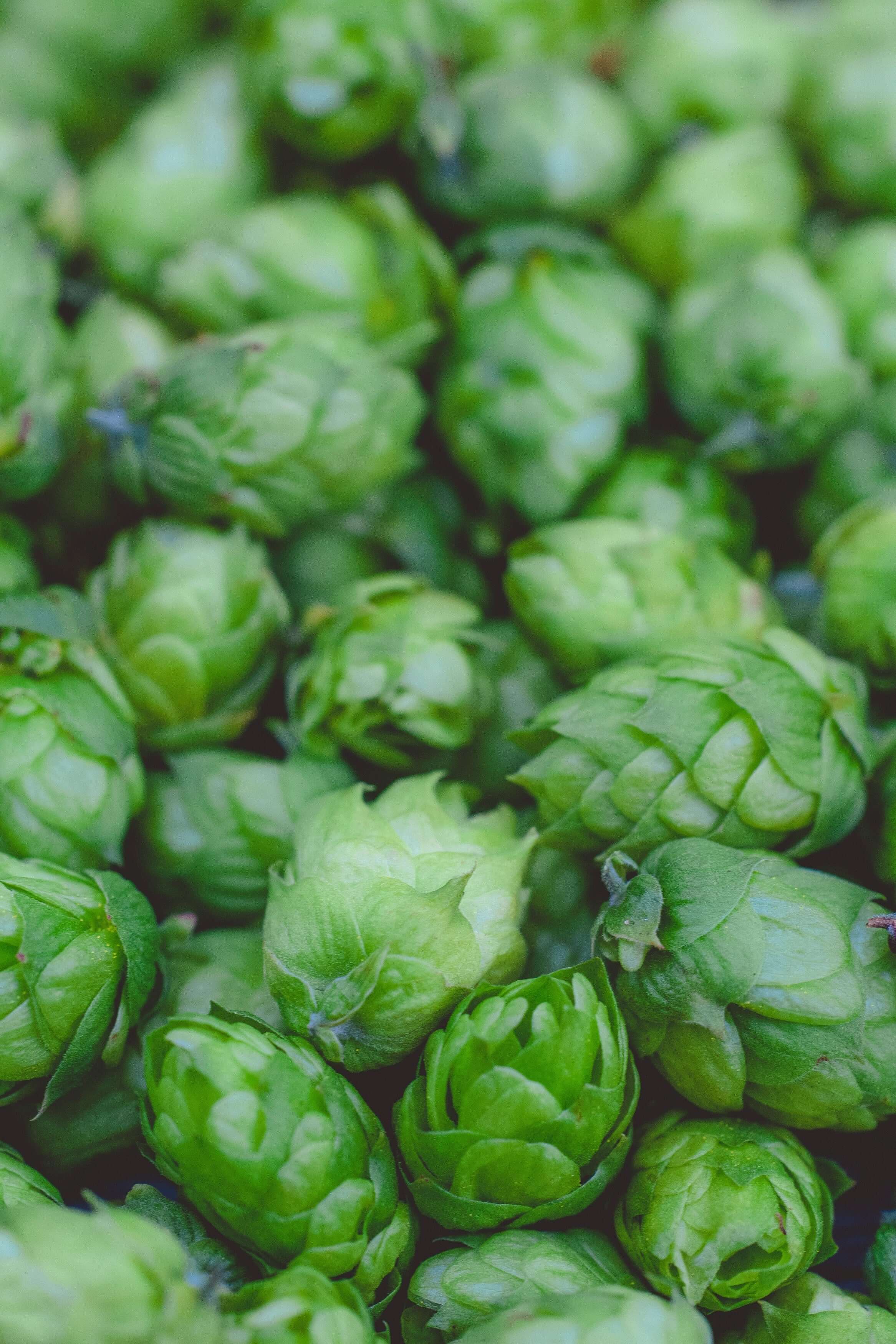 Fresh green hops piled together, showcasing their vibrant color and texture, ideal for brewing beer.