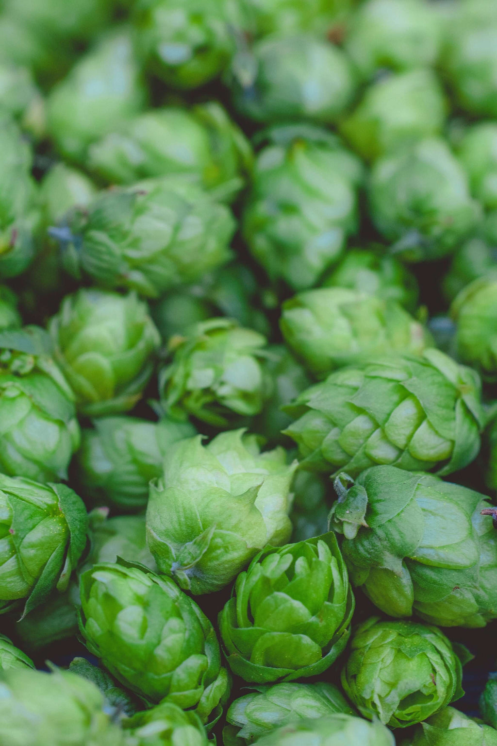 Fresh green hops piled together, showcasing their vibrant color and texture, ideal for brewing beer.